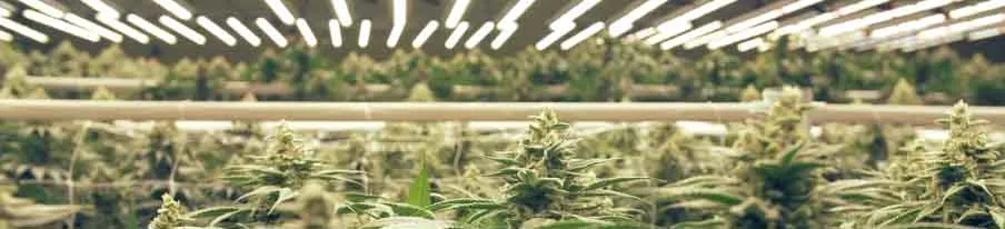 led grow lights manufacturer