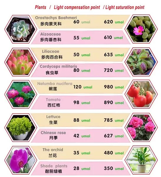 light requirements for some common plants
