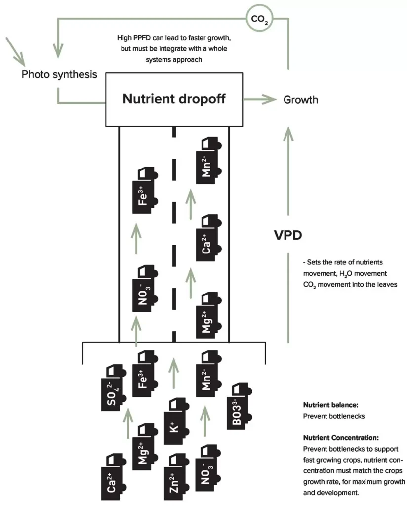 nutrient dropoff