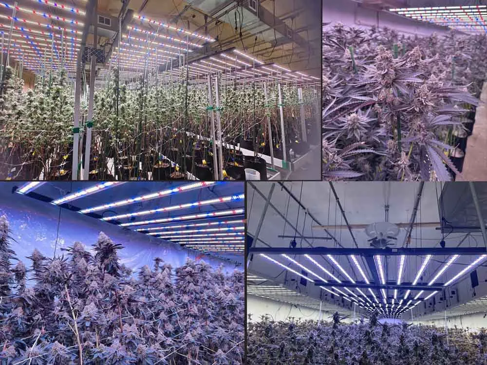 1000w led grow light