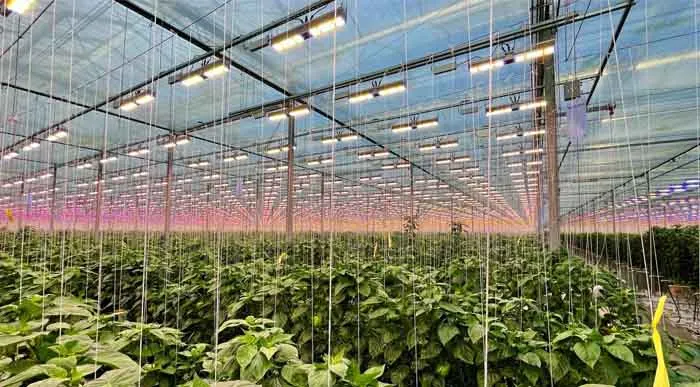 why adding light for indoor grow