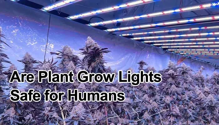 does grow light harmful to human