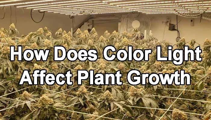 does the colour of light affect plant growth