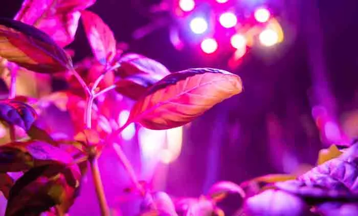 grow lights for indoor gardening