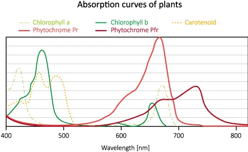 light absorption curves