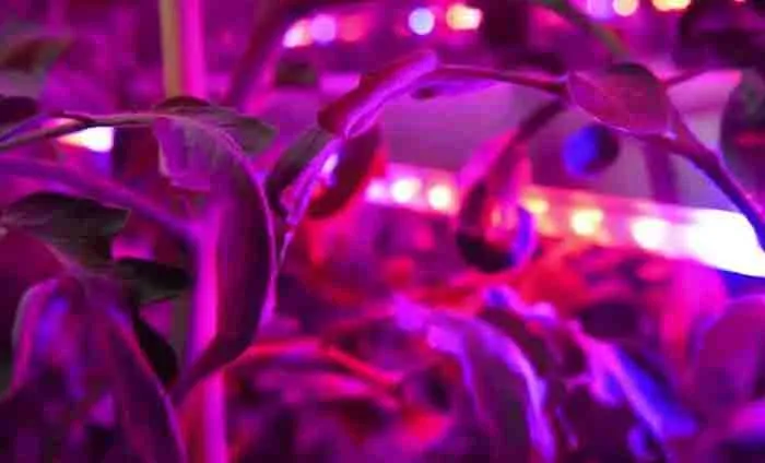 purple grow lights